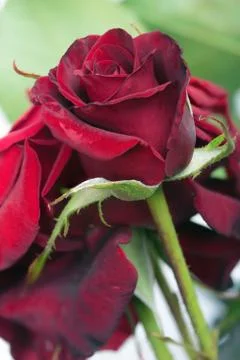 Red rose Stock Photos