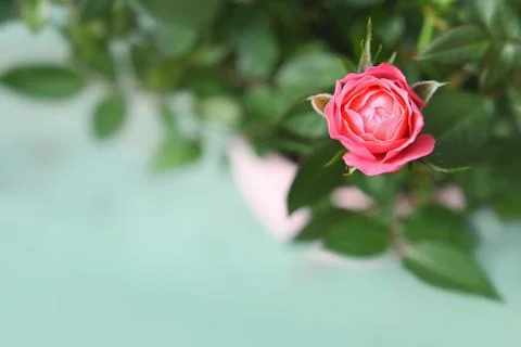 Red rose Stock Photos