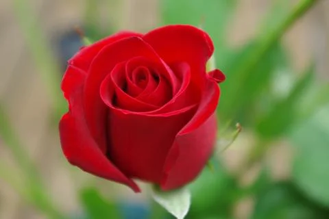 Red Rose 스톡 사진