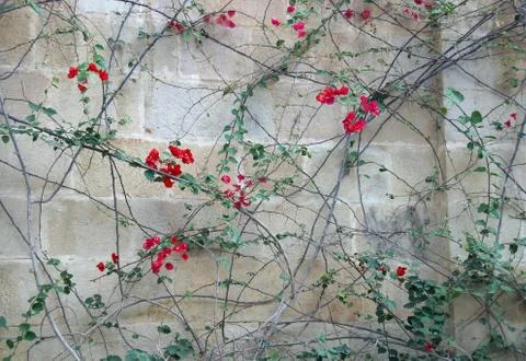 Red rose Stock Photos