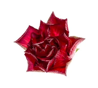 Red rose Foto stock