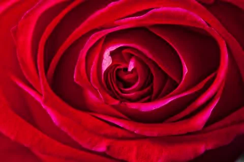 Red rose Stock Photos