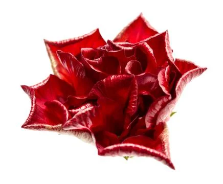 Red rose Stock Photos