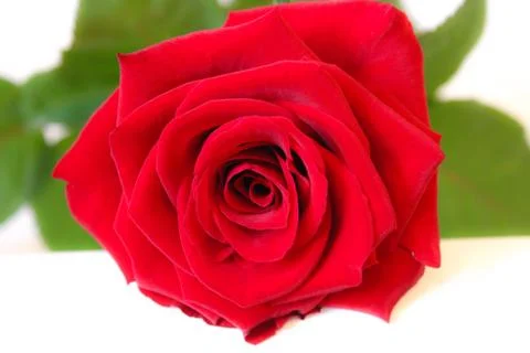 Red Rose Stock Photos