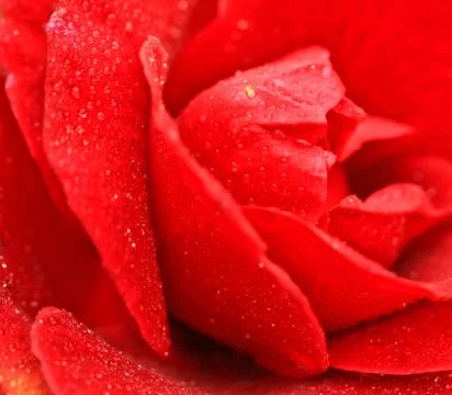 A red rose Stock Photos