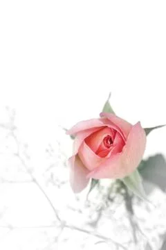 Red rose Stock Photos