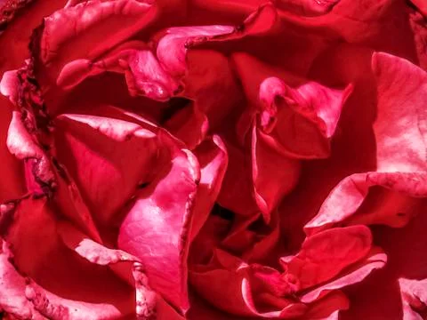 Red rose Stock Photos