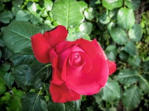 Red rose Stock Photos