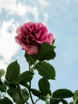 Red rose Stock Photos