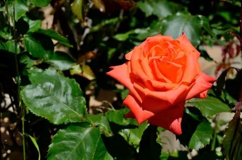 Red rose Stock Photos