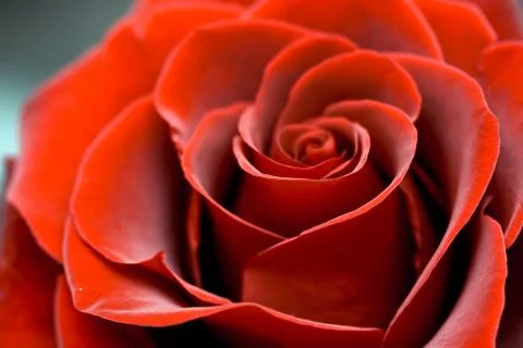 Red Rose Stock Photos
