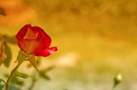 Red rose Stock Photos