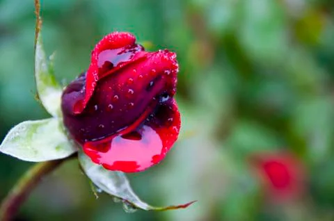 Red rose Foto stock