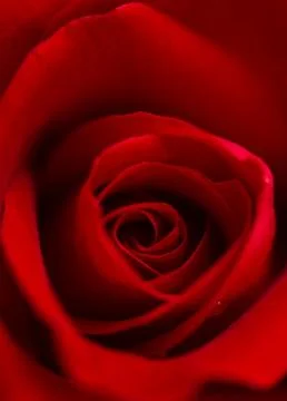 Red Rose Stock Photos