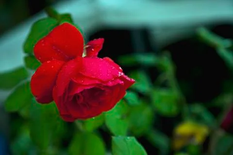 A red rose 스톡 사진