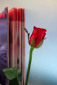 Red rose Stock Photos