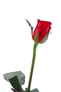 Red rose Stock Photos