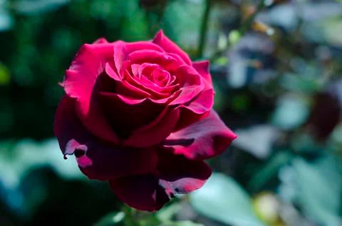 Red rose Stock Photos