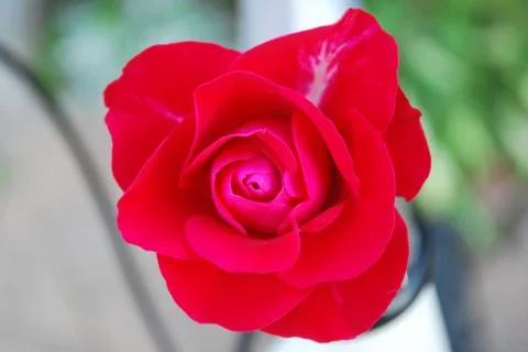 Red Rose Foto stock