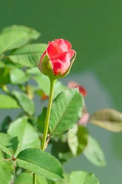 Red rose Stock-Fotos