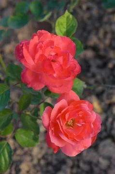 Red rose Foto stock