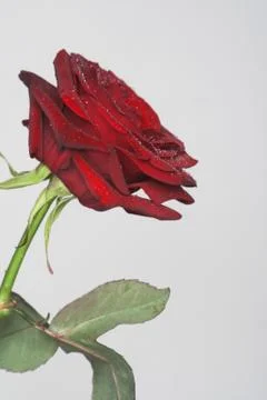 Red rose Stock Photos