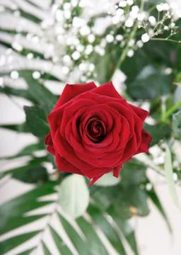 Red Rose 写真素材