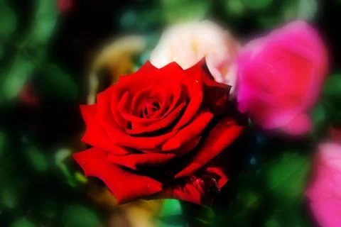 Red rose Stock Photos