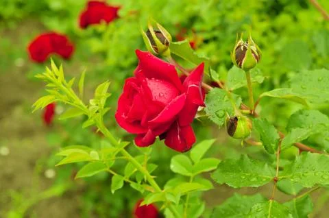 Red rose Stock-Fotos