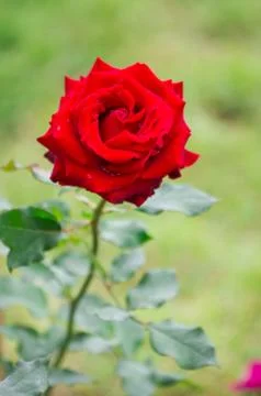 Red rose Stock Photos