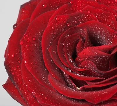 Red rose Stock Photos