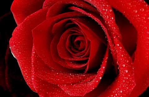 Red rose Stock Photos