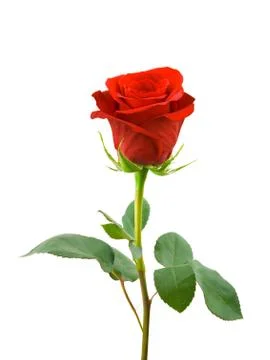 Red rose Stock Photos