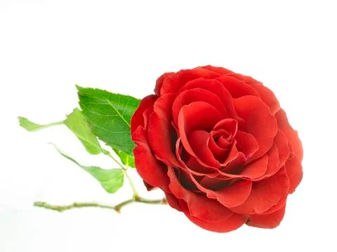 Red rose Stock Photos