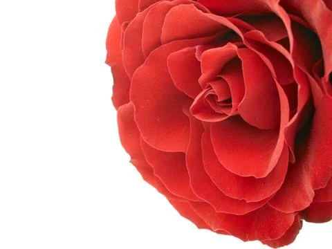 Red rose Stock Photos