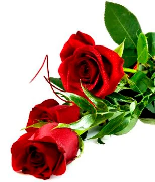 Red rose Stock Photos