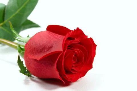 Red rose Stock Photos