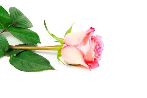 Red rose Stock Photos