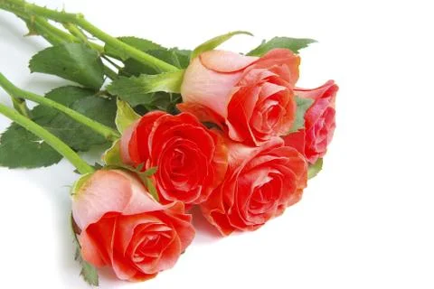 Red rose Stock Photos
