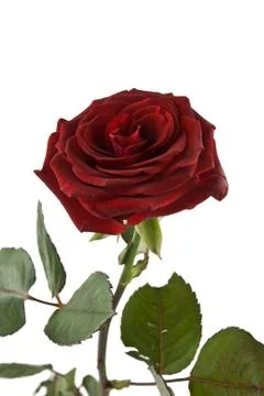 Red rose Foto stock
