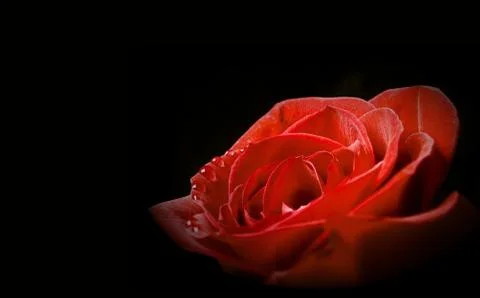 Red Rose Stock Photos