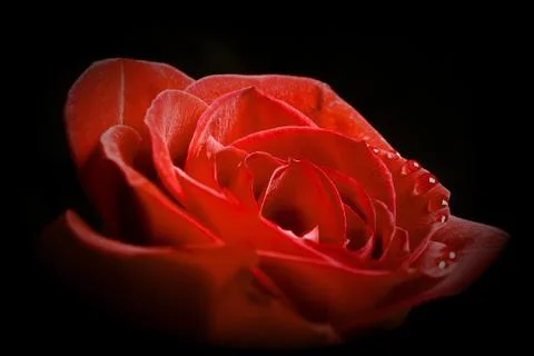 Red Rose Stock Photos