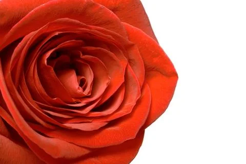 Red rose  Stock Photos