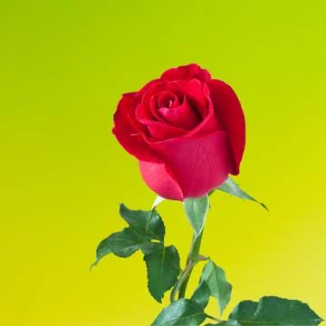 Red rose Stock Photos