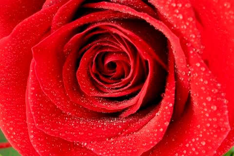 Red rose Stock Photos