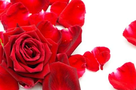 Red rose Foto stock