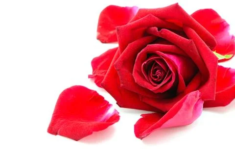 Red rose Foto stock