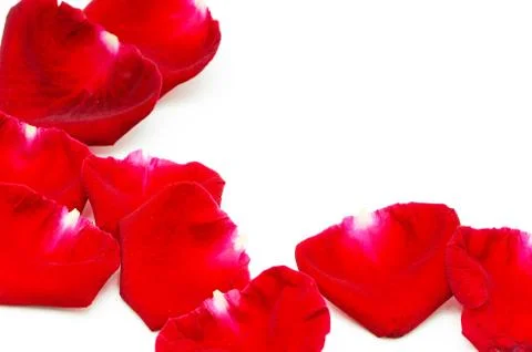 Red rose Stock Photos