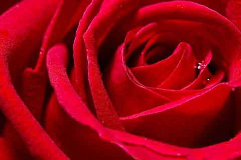 Red rose Stock Photos