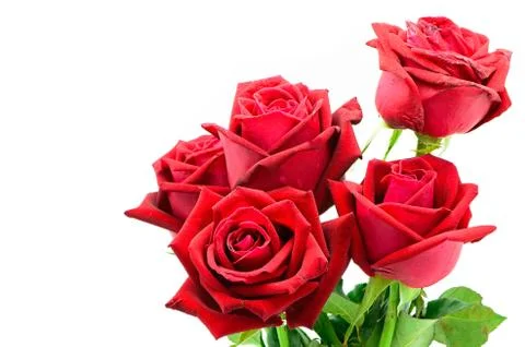 Red rose Stock Photos